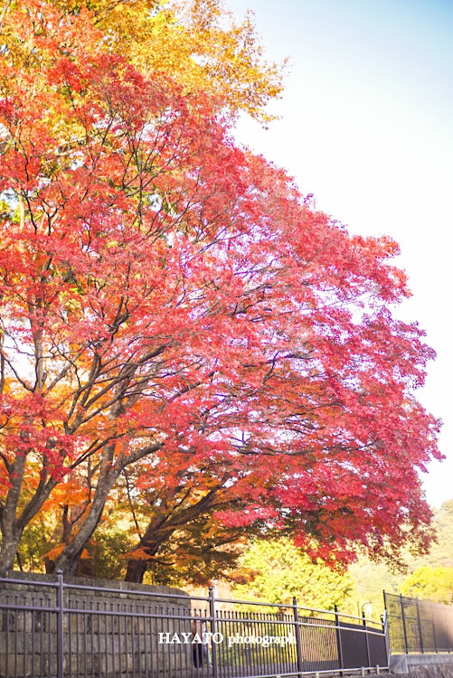 の投稿画像27枚目