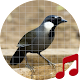 Download Black-throated laughingthrush sounds ~ Sboard.pro For PC Windows and Mac 1.1.1