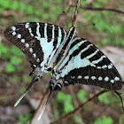 Spot Swordtail Butterfly