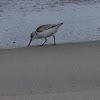 Sanderling