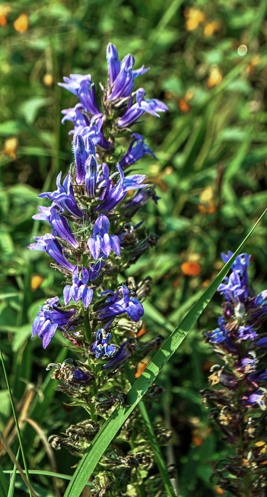 Great Blue Lobelia