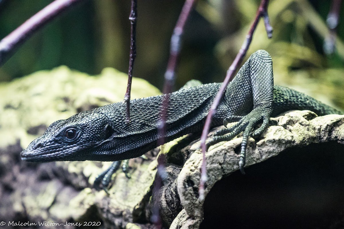 Black Tree Monitor