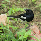 Oriental magpie-robin