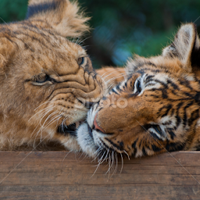 Playing cubs by Eleanor Hattingh - Animals Lions, Tigers & Big Cats