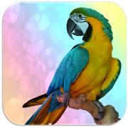 Parrot sounds  Icon