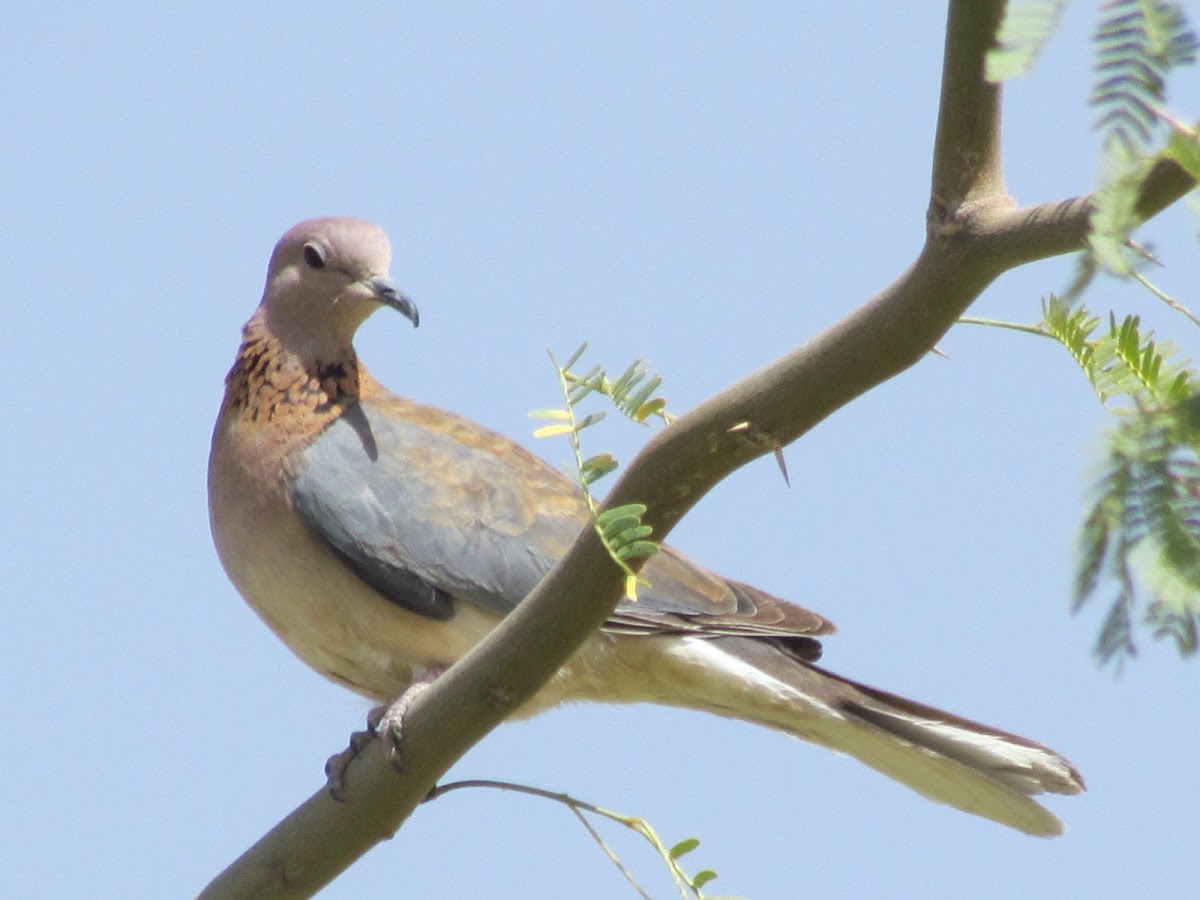 Laughing Dove