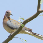 Laughing Dove