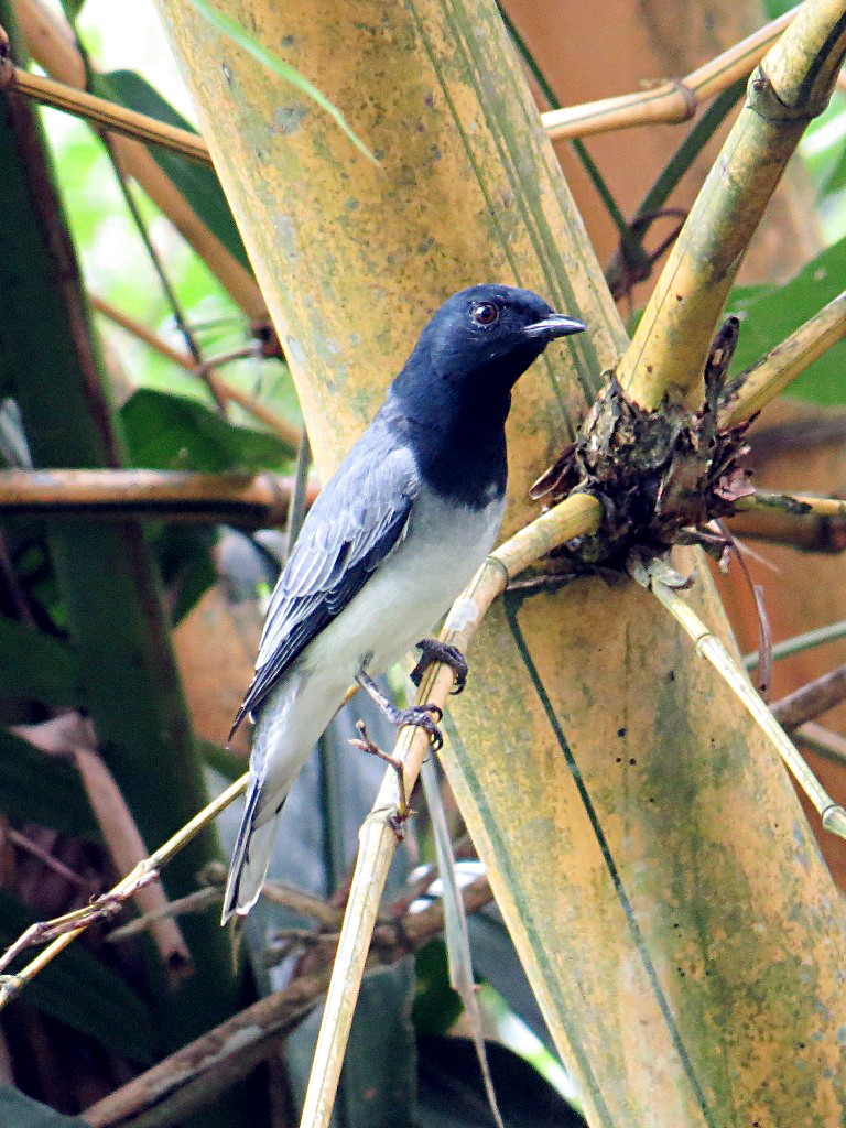 Black-headed cuckooshrike