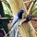 Black-headed cuckooshrike