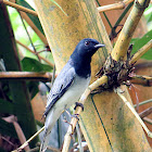 Black-headed cuckooshrike