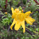 Bearded pestemon