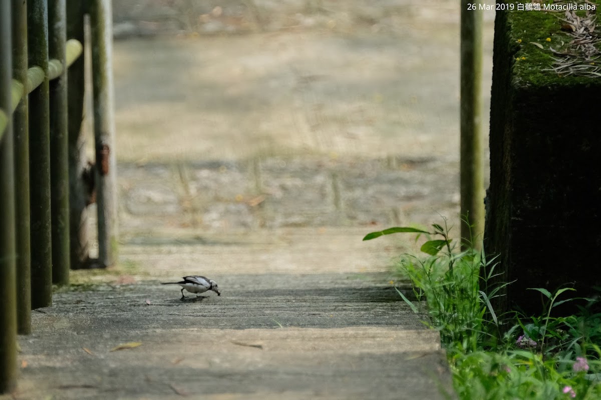 Motacilla alba 白鶺鴒