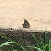 Goatweed Leafwing