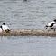 Shelduck; Tarro Blanco