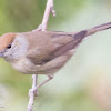 Blackcap; Curruca Capirotada