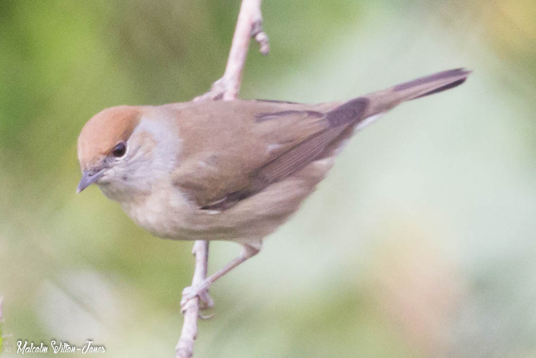 Blackcap; Curruca Capirotada