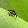 Jumping Spider