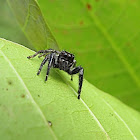 Jumping Spider