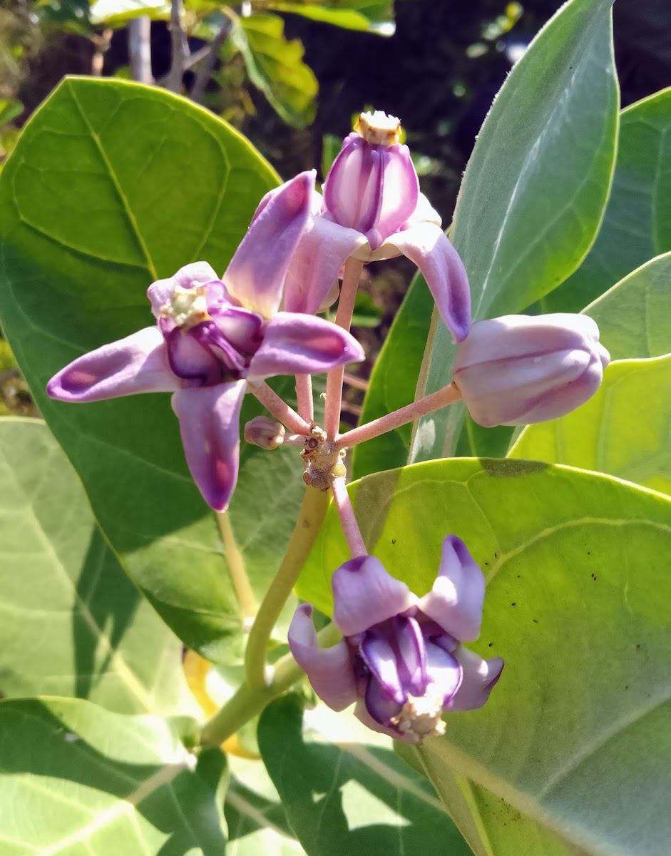 Giant Milkweed