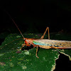 Katydid