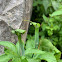 Jacquemont's Cobra Lily