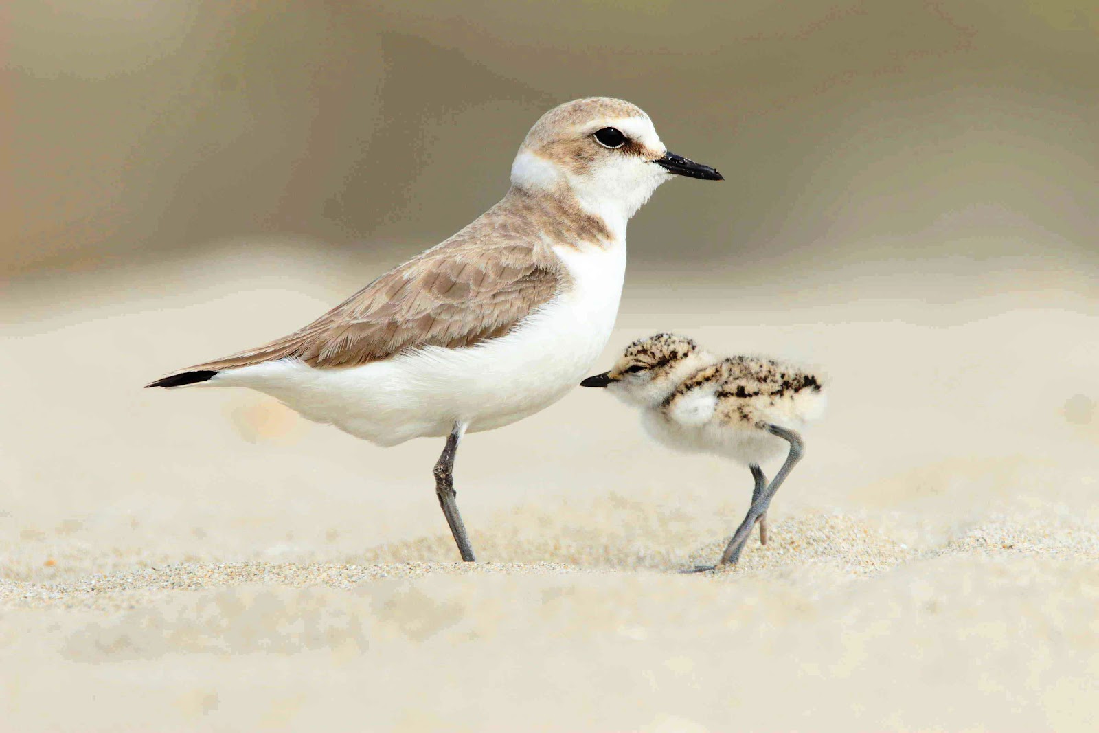 Risultato immagine per il fratino uccello