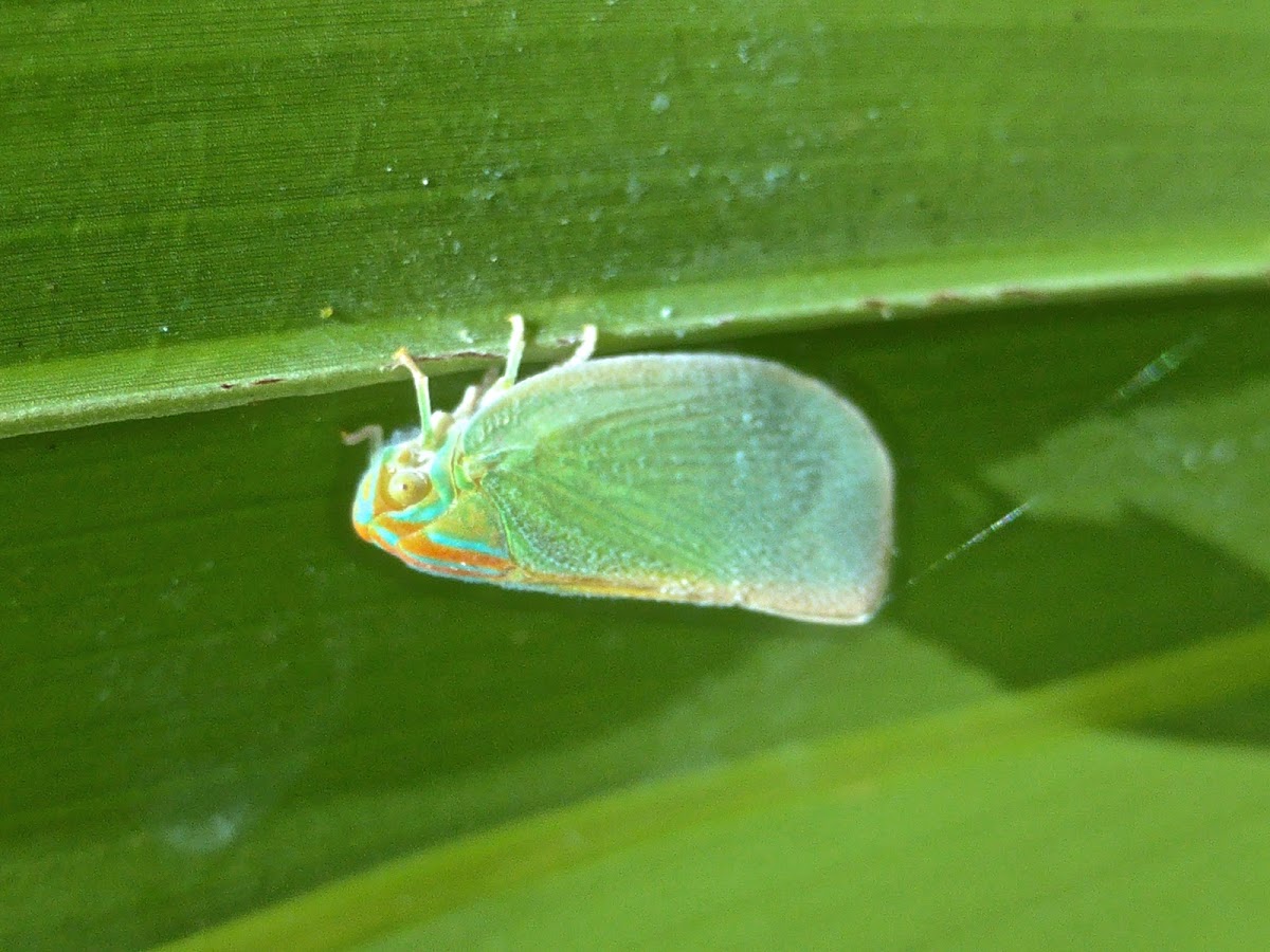 Palm Flatid Planthopper