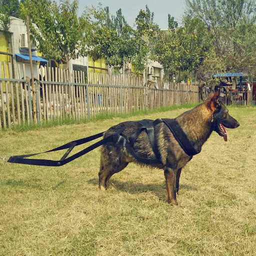 Title 10, Dog training supplies featuring durable leashes...