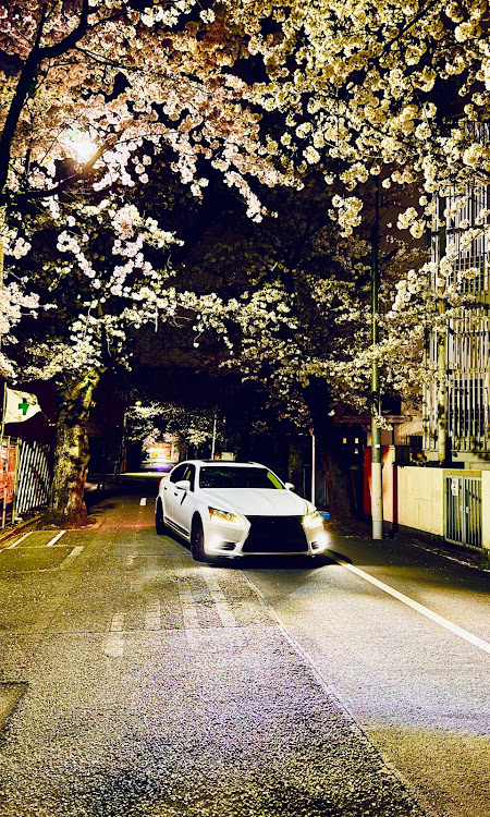 LSの夜桜・桜・桜コラボ・サクラと愛車・桜並木に関するカスタム事例の投稿画像1枚目