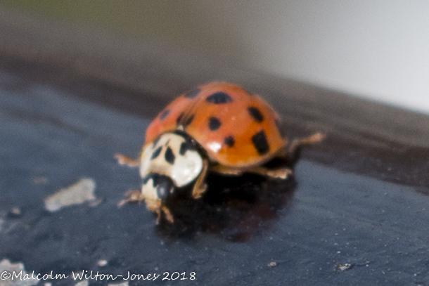 Harlequin Ladybird