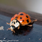 Harlequin Ladybird