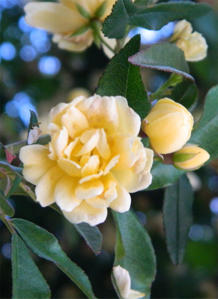 Lady Banks' rose