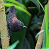 Black-hooded antwren