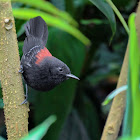 Black-hooded antwren