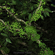 Fantastic Figs of Borneo