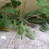 Southern Alligator Lizard