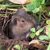 Botta's Pocket Gopher