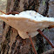 Lumpy Bracket Fungi