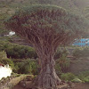 Milenary Dragon Tree