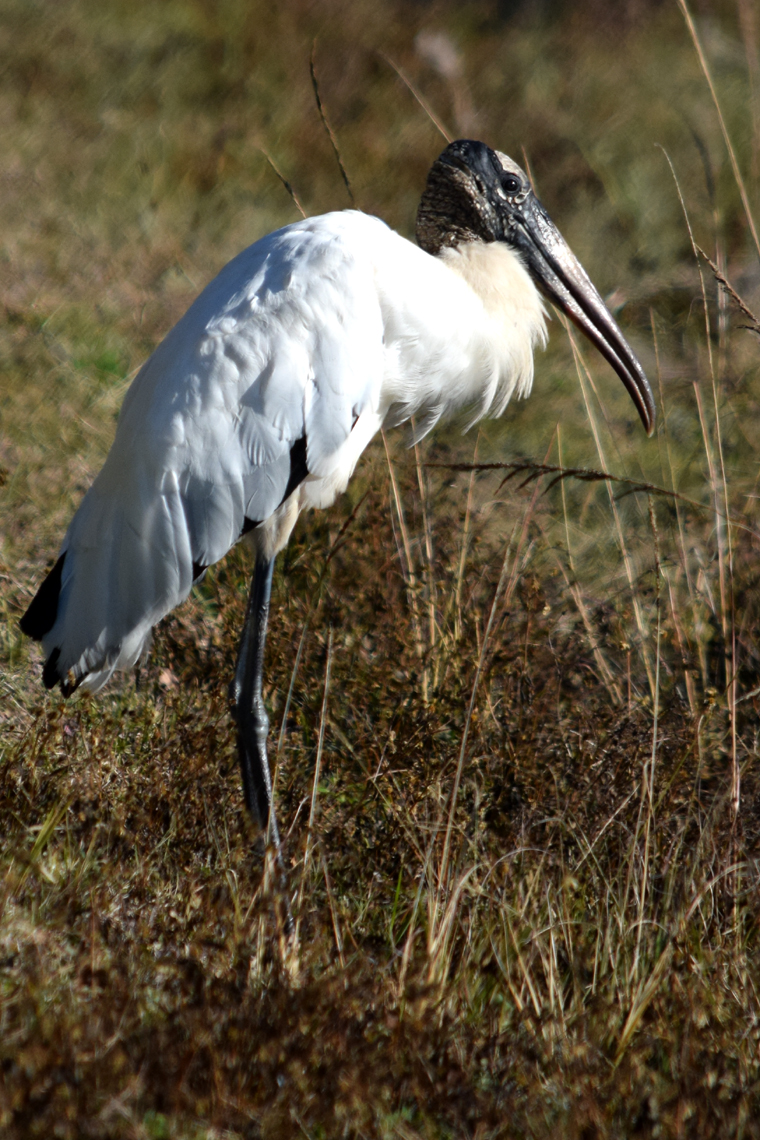 Wood Stork