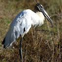 Wood Stork