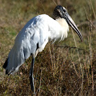 Wood Stork