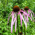 Smooth Purple Coneflower