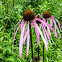 Smooth Purple Coneflower