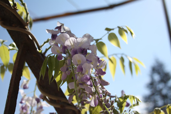 un fiore arrampicante al sole di emanuelita