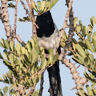 Magpie; Urraca