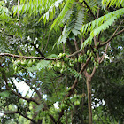 Cucumber Tree