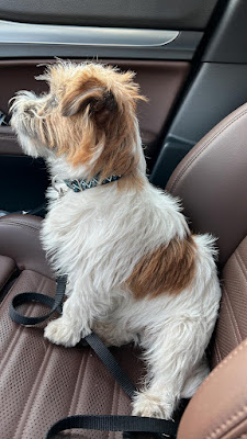 Cuccioli al volante di Erco