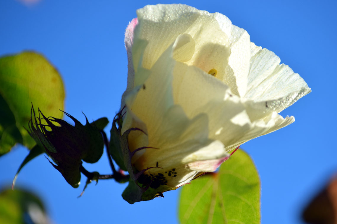 Wild Cotton