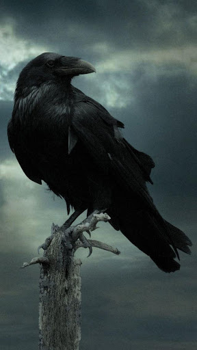 Crow Wallpaper HD